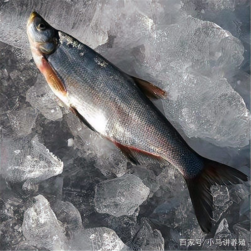 如何判斷龍魚是否內臟受損？