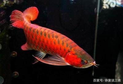 紅龍魚最貴的（最貴的紅龍魚品種）