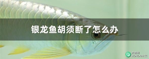 銀龍魚互相咬是怎么回事(銀龍魚互相咬斗的原因) 龍魚百科 第4張 銀龍魚互相咬是怎么回事(銀龍魚互相咬斗的原因) 銀龍魚互相咬是怎么回事(銀龍魚互相咬斗的原因) 龍魚百科 第4張