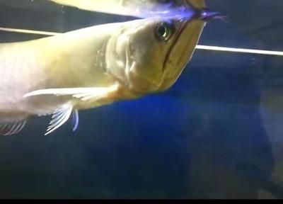 銀龍魚互相咬是怎么回事(銀龍魚互相咬斗的原因) 龍魚百科 第5張 銀龍魚互相咬是怎么回事(銀龍魚互相咬斗的原因) 銀龍魚互相咬是怎么回事(銀龍魚互相咬斗的原因) 龍魚百科 第5張