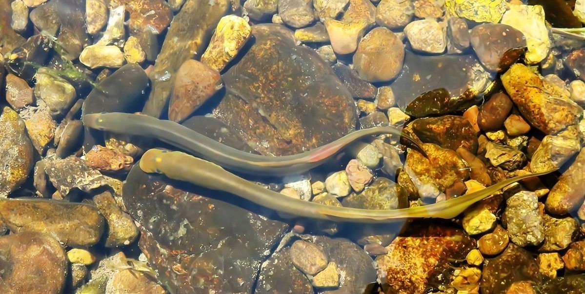 小火龍魚能活幾年