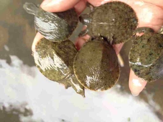 青龍魚苗價格（青龍魚苗價格受多種因素影響）