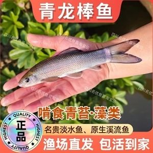 青龍魚苗價格（青龍魚苗價格受多種因素影響）