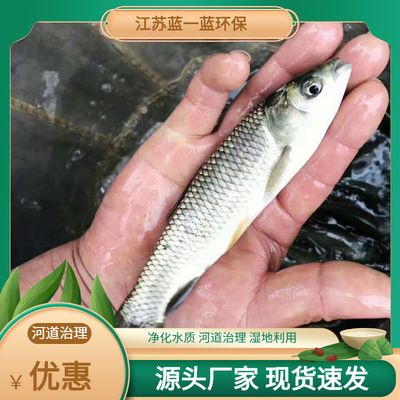 青龍魚苗價格（青龍魚苗價格受多種因素影響）