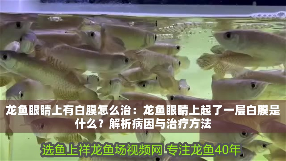 龍魚眼睛上有白膜怎么治：龍魚眼睛上起了一層白膜是什么？解析病因與治療方法