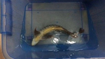 龍魚修尾手術視頻：龍魚修尾手術教程 龍魚修尾手術視頻：龍魚修尾手術教程 龍魚百科 第2張