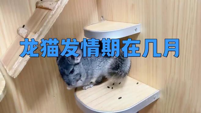 如何判斷龍貓是否進入發情期？ 如何判斷龍貓是否進入發情期？ 龍魚百科 第2張