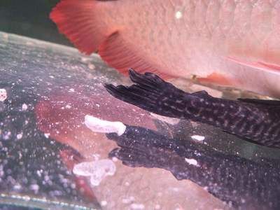 龍魚的飼養條件和要求：-龍魚腸炎與營養不良關系，龍魚腸炎的癥狀與判定方法