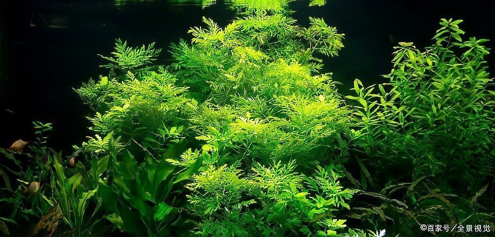 移栽成熟水草時需要注意什么？