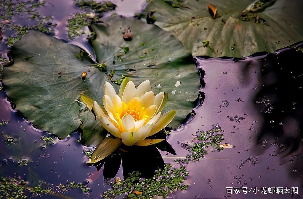 移栽成熟水草時需要注意什么？