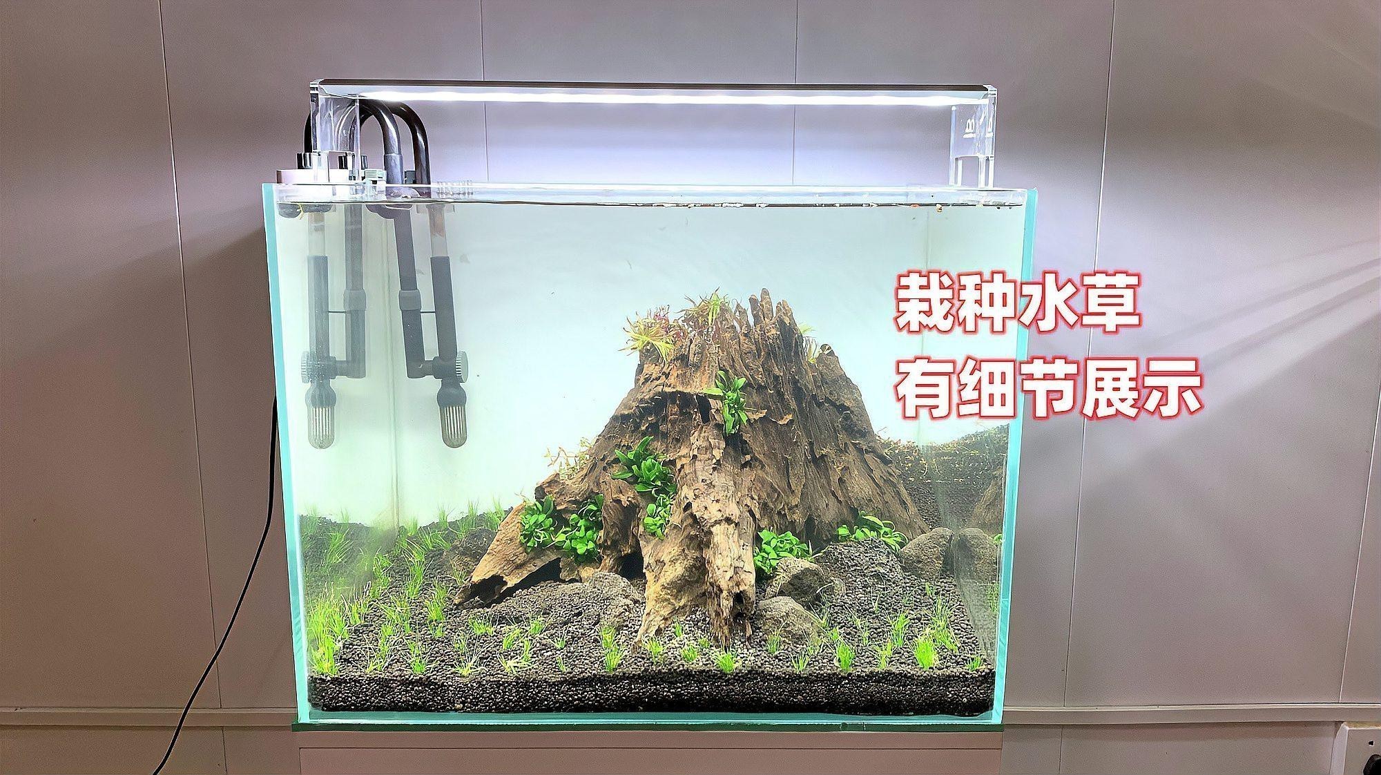 移栽成熟水草時需要注意什么？
