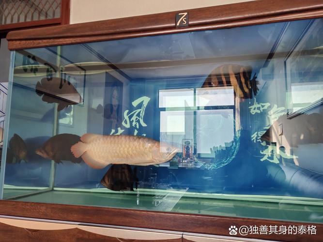 養金龍魚魚缸背景用什么顏色的