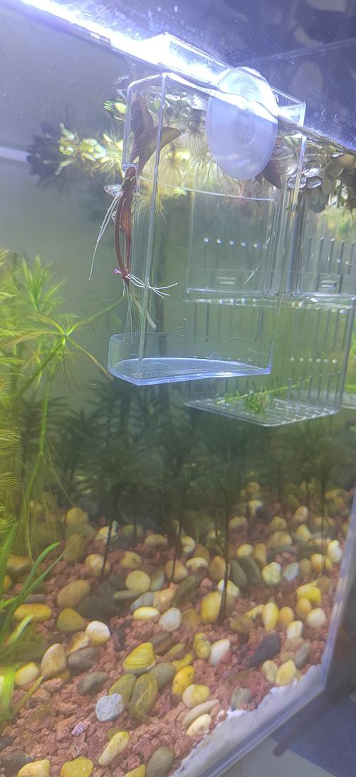 停食期間如何保持水質穩定？