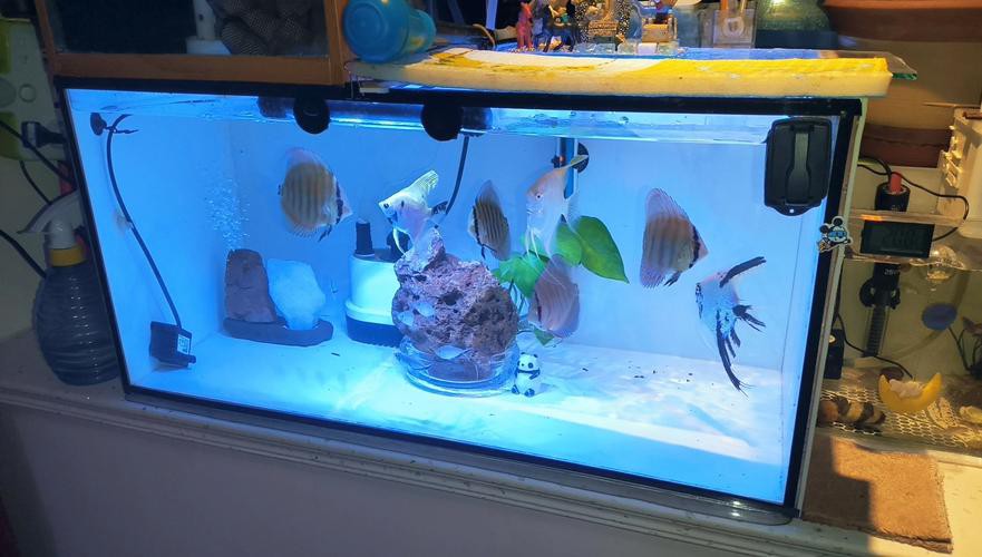 停食期間如何保持水質穩定？