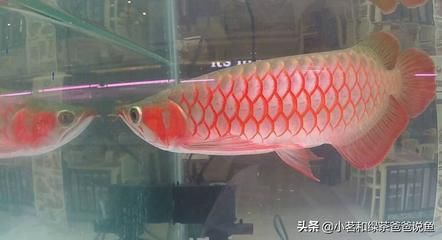 金龍魚紅龍魚銀龍魚(2024年金龍魚、紅龍魚、銀龍魚和銀龍魚的價格差異) 龍魚百科 第4張 金龍魚紅龍魚銀龍魚(2024年金龍魚、紅龍魚、銀龍魚和銀龍魚的價格差異) 金龍魚紅龍魚銀龍魚(2024年金龍魚、紅龍魚、銀龍魚和銀龍魚的價格差異) 龍魚百科 第4張