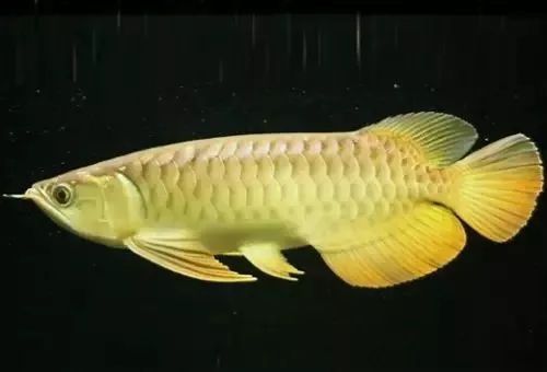新買來的龍魚不開口正常嗎為什么不吃東西：新買來的龍魚不開口和不吃東西可能是由于多種原因造成的