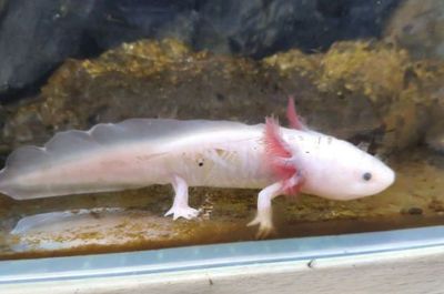 恐龍魚最大能長多大呢：恐龍魚的最大體長