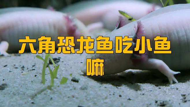 六角龍魚吃什么