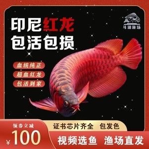 20公分紅龍魚價格表：20公分紅龍魚價格 20公分紅龍魚價格表：20公分紅龍魚價格 龍魚百科 第1張