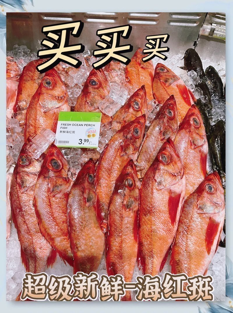 深海紅龍魚清蒸時需要多長時間？