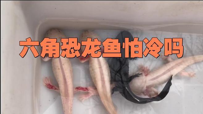 恐龍魚(yú)冬天怎么養(yǎng)好