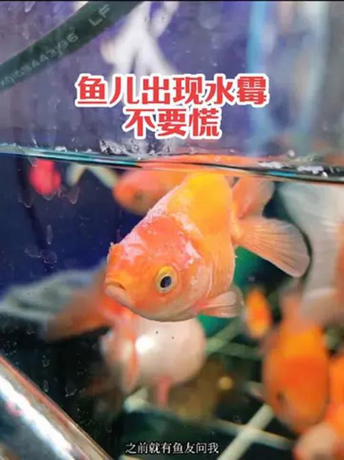 金龍魚起白毛什么原因
