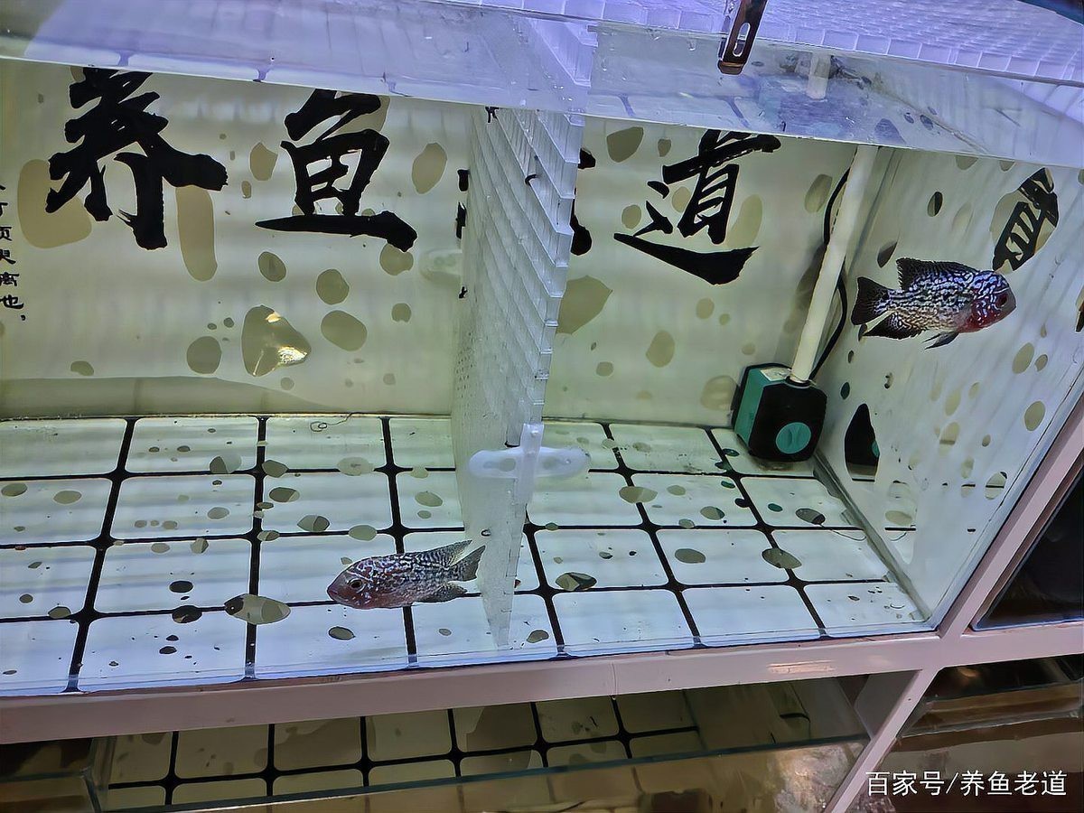如何設置魚缸的玻璃隔板？