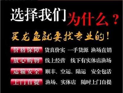 古典龍魚和金龍魚哪個好（古典龍魚和金龍魚哪個好呢？）