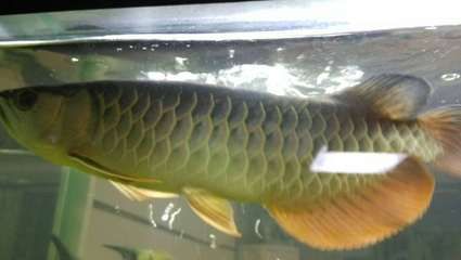 濟(jì)南金龍魚銀龍魚回收電話地址（濟(jì)南金龍魚銀龍魚回收電話地址在提供的搜索結(jié)果中沒有直接信息）