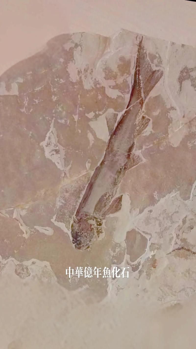 中華金龍魚復(fù)原圖片大全大圖