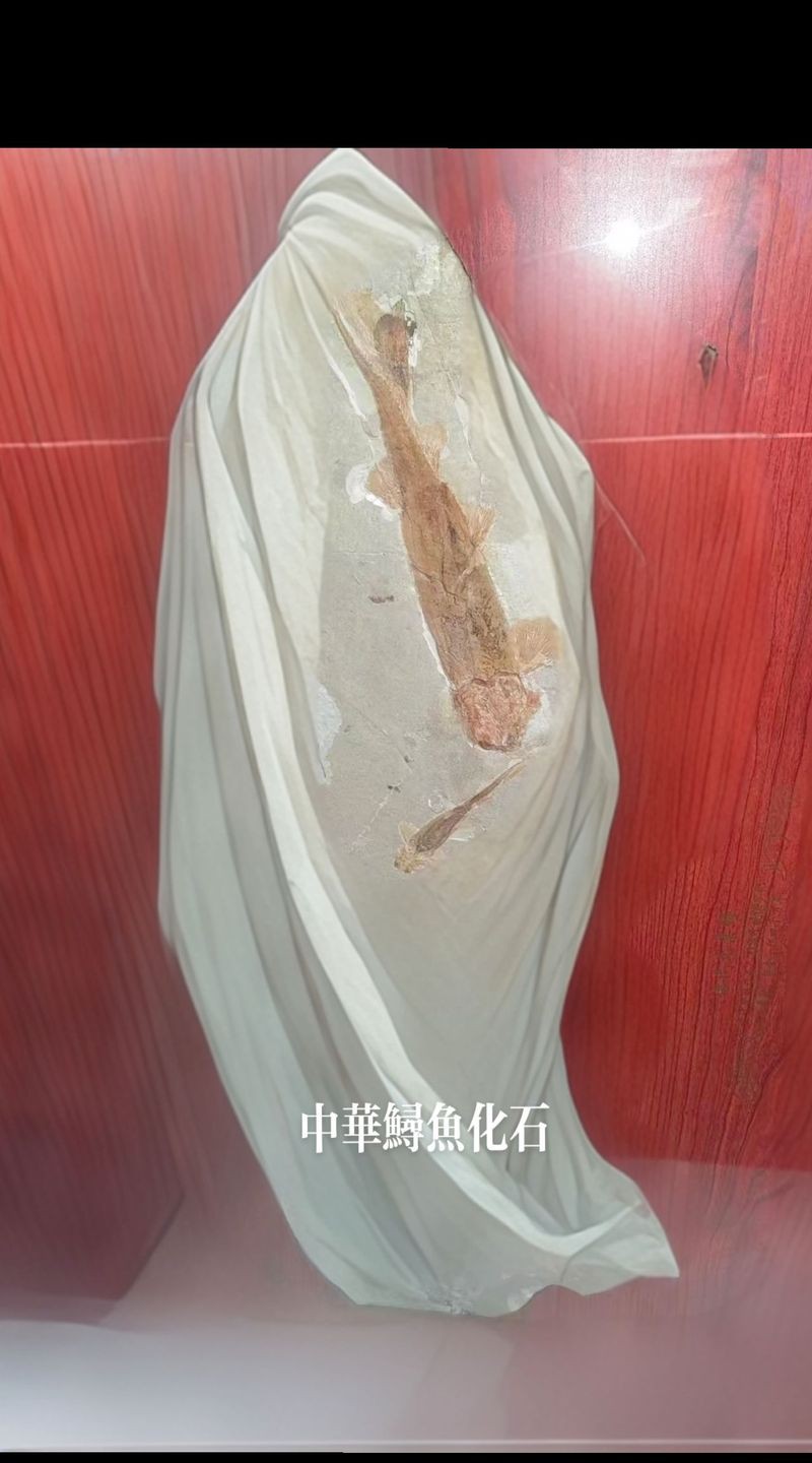 中華金龍魚復(fù)原圖片大全大圖