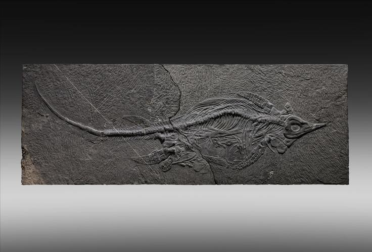 中華金龍魚復(fù)原圖片大全大圖