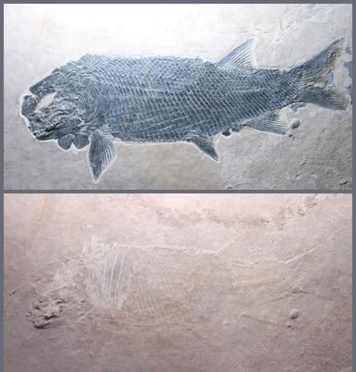 中華金龍魚復(fù)原圖片大全大圖