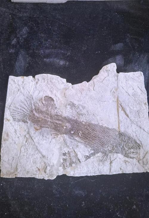 中華金龍魚復(fù)原圖片大全大圖