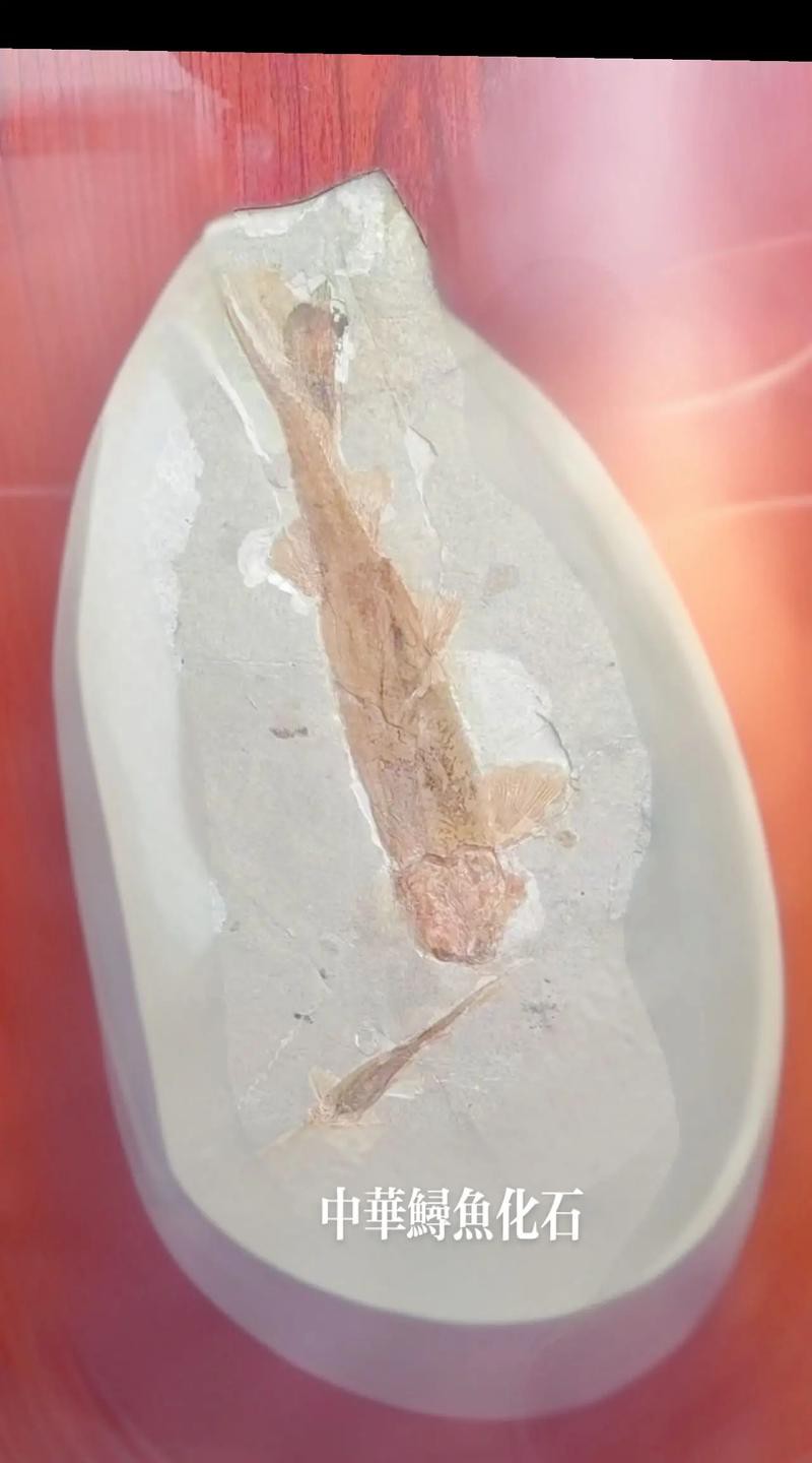 中華金龍魚復(fù)原圖片大全大圖