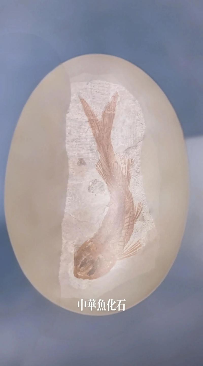 中華金龍魚復(fù)原圖片大全大圖