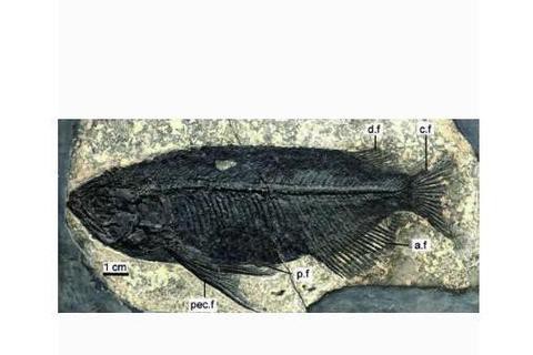 中華金龍魚復(fù)原圖片大全大圖