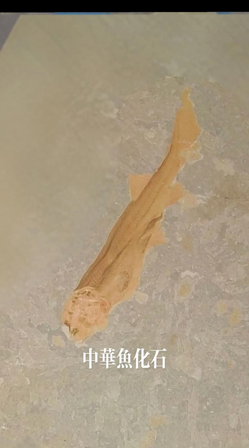 中華金龍魚復(fù)原圖片大全大圖
