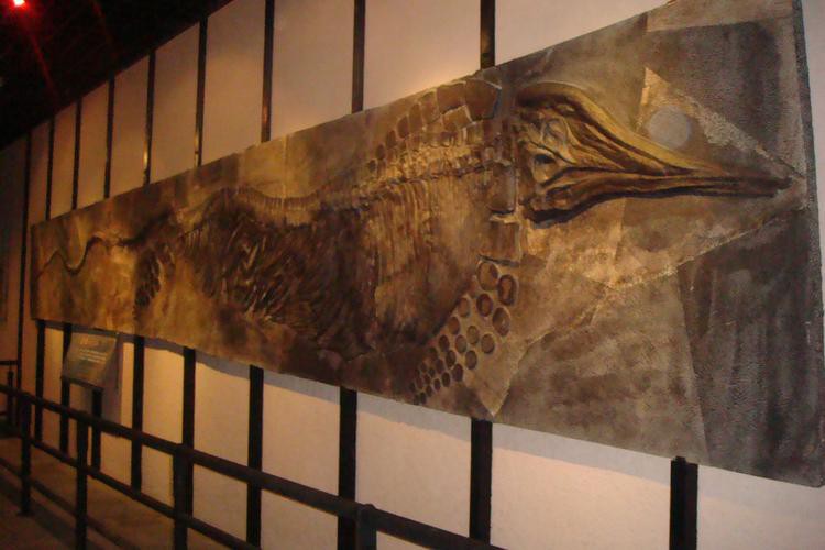 中華金龍魚復(fù)原圖片大全大圖