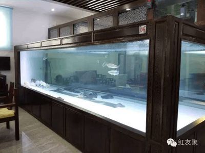 辦公室養(yǎng)龍魚好嗎：辦公室養(yǎng)龍魚好嗎，辦公室養(yǎng)龍魚需要注意哪些風(fēng)水禁忌 辦公室養(yǎng)龍魚好嗎：辦公室養(yǎng)龍魚好嗎，辦公室養(yǎng)龍魚需要注意哪些風(fēng)水禁忌 龍魚百科 第1張