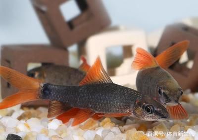 辦公室養(yǎng)龍魚好嗎：辦公室養(yǎng)龍魚好嗎，辦公室養(yǎng)龍魚需要注意哪些風(fēng)水禁忌 辦公室養(yǎng)龍魚好嗎：辦公室養(yǎng)龍魚好嗎，辦公室養(yǎng)龍魚需要注意哪些風(fēng)水禁忌 龍魚百科 第3張