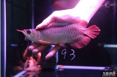 龍魚中的\"和\"b過的區別：如何挑選金龍魚
