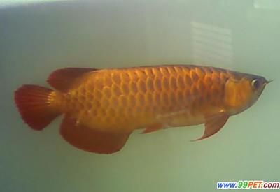龍魚和金龍魚的區(qū)別在哪里（紅龍魚與金龍魚的價(jià)格對(duì)比金龍魚的選購(gòu)指南是什么） 龍魚和金龍魚的區(qū)別在哪里（紅龍魚與金龍魚的價(jià)格對(duì)比金龍魚的選購(gòu)指南是什么） 龍魚百科 第2張