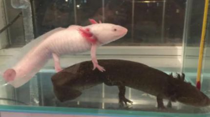 六角恐龍魚食物怎么喂（六角恐龍魚喂養指南）