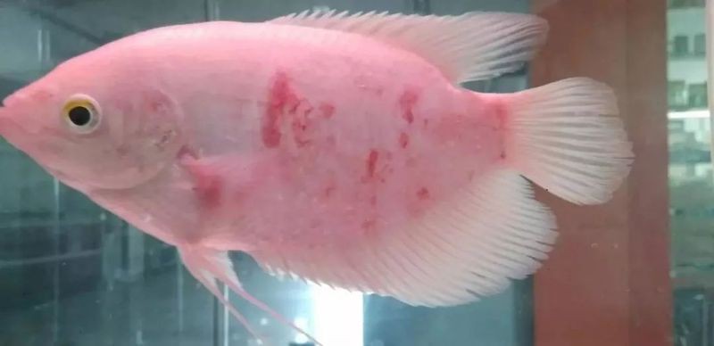 招財魚有哪些常見疾病
