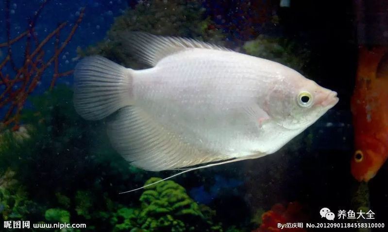 招財魚有哪些常見疾病