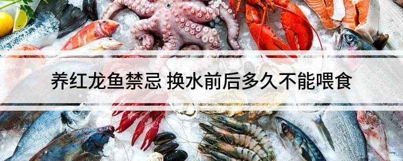 紅龍魚凸眼病治療期間需要喂食嗎？ 紅龍魚凸眼病治療期間需要喂食嗎？ 龍魚百科 第1張