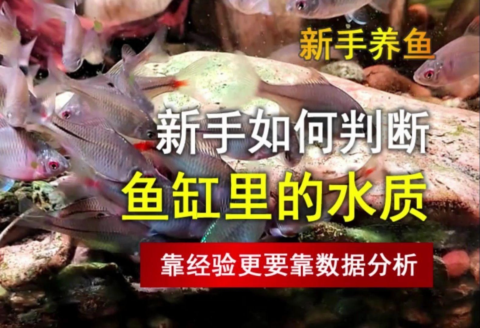 如何檢測黑鱗龍魚的水質參數？