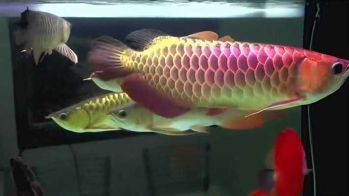 龍魚(yú)混養(yǎng)魚(yú)缸尺寸標(biāo)準(zhǔn)：龍魚(yú)混養(yǎng)的魚(yú)缸尺寸標(biāo)準(zhǔn)