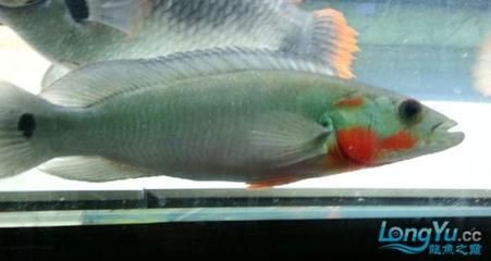 龍魚長(zhǎng)大嘴巴發(fā)白：龍魚嘴巴發(fā)白怎么辦